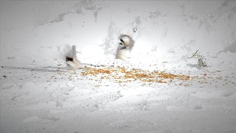 screenshot of program